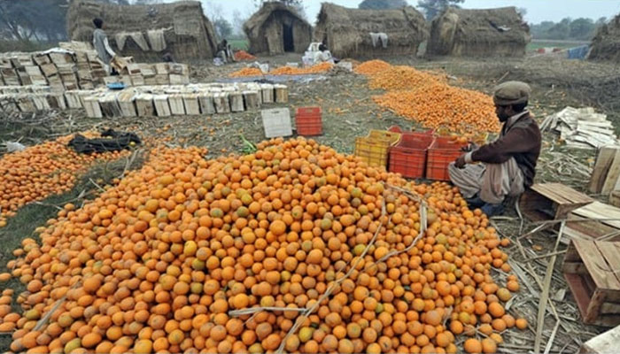 A worker sorting kinnow at an orchard in the agricultural town of Bhalwal, Pakistan. —  AFP/File