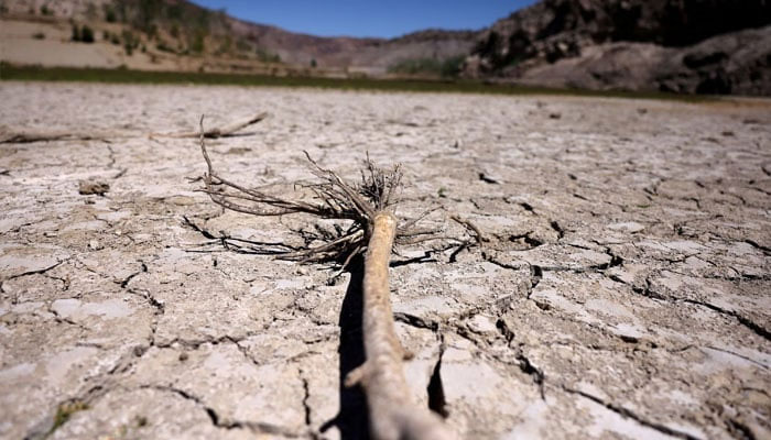 A dried plant lies on the cracked bed of a dried reservoir in this representational image. — Reuters/File