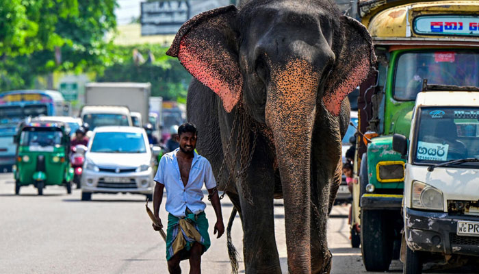 An elephant and a person seen in Sri Lanka. — AFP/File