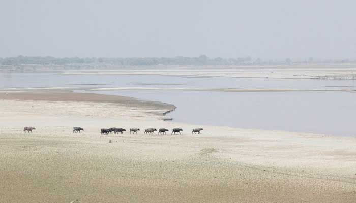A herd travels to cool off in the River Indus, Hyderabad. — Reuters/File
