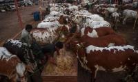 Unleashing Punjab’s $50 billion meat & dairy potential