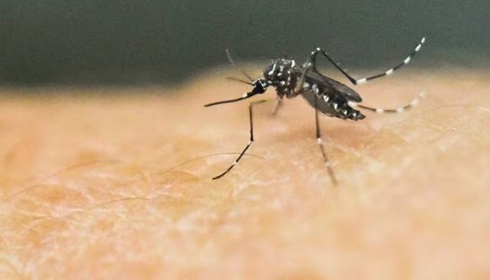 An Aedes Aegypti mosquito, which transmits the Zika, Chikungunya, Dengue and Yellow Fever viruses can be seen in this picture. — AFP/File