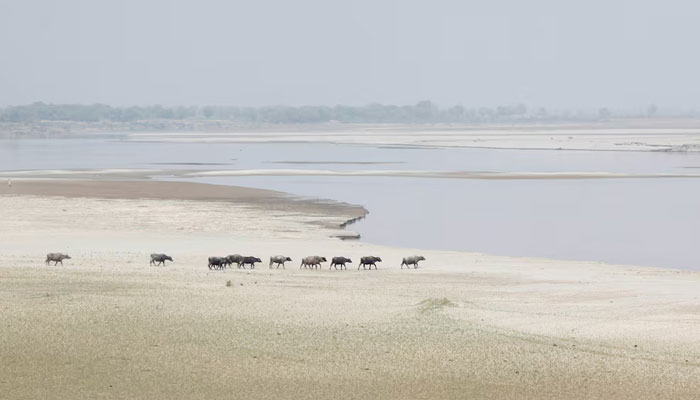 A herd travels to cool off in the River Indus, Hyderabad on March 18, 2017. — Reuters