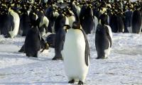 Even penguins aren’t safe