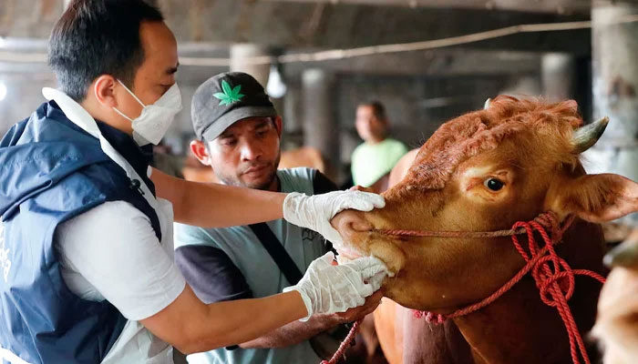 A Marine and Agricultural Food Security officer inspects a cow at a cattle shop to prevent the spread of foot and mouth disease in Tanjung Priok, North Jakarta, Indonesia, June 24, 2022. — Reuters