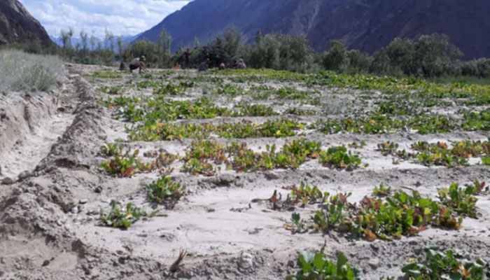 This representational image shows farmers working in a field. — etigb.com.pk/File
