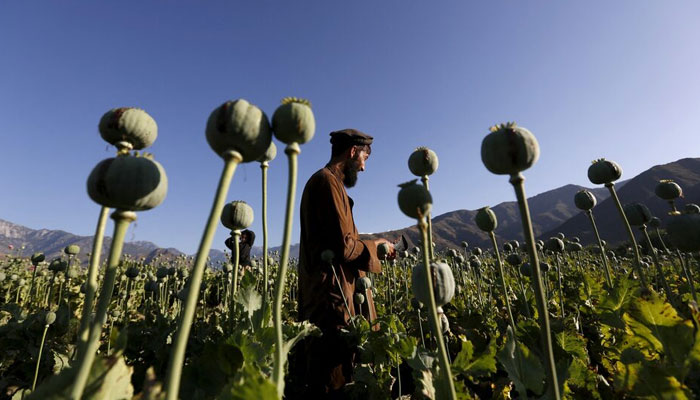 A man works on a poppy field. — Reuters/File
