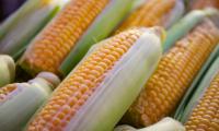 Agricultural expert wants farmers to grow hybrid maize