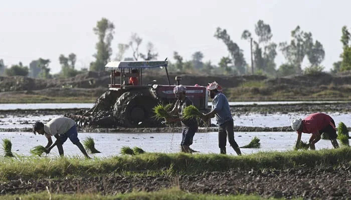 Farmers plant rice seedlings at paddy fields on June 7, 2023. — AFP