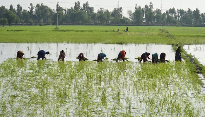 Farmers plant paddy saplings in a field in flood-hit Sukkur, Sindh province on September 2, 2022. — AFP