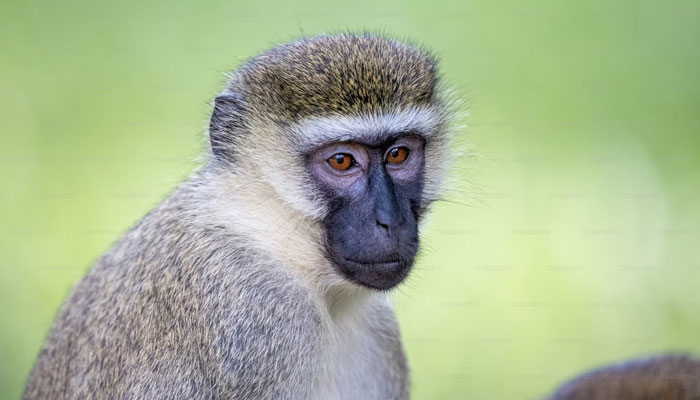 This representational image of monkey. — Unsplash/File