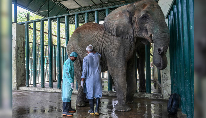This photograph taken on May 16, 2025 shows Dr Buddhika Bandara (L), a veterinary surgeon from Sri Lanka, examining Madhubala, an elephant who is diagnosed with tuberculosis, inside an enclosure at the Safari Park in Karachi. — AFP