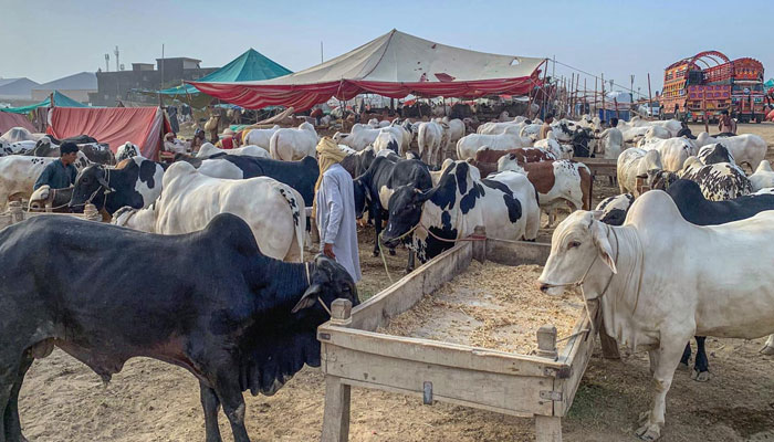 Livestock vendors display their cattle for sell at Bhatta Chowk, as the market gears up for the upcoming Eid al-Adha celebrations on May 26, 2025. — APP