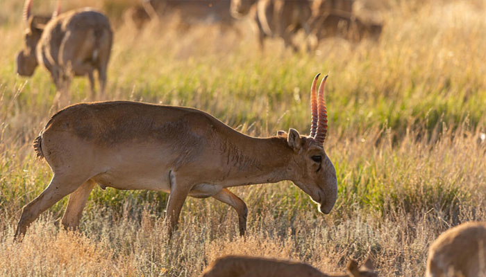 Saiga antelopes graze on a prairie outside Almaty. —AFP/File