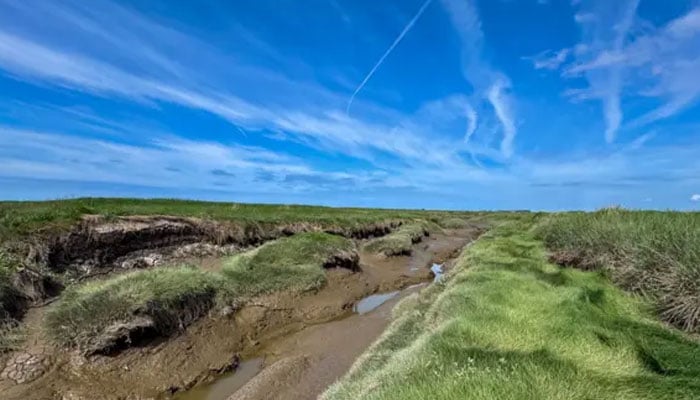 Layers of marshland mud seen in a grassland.— BBC/File