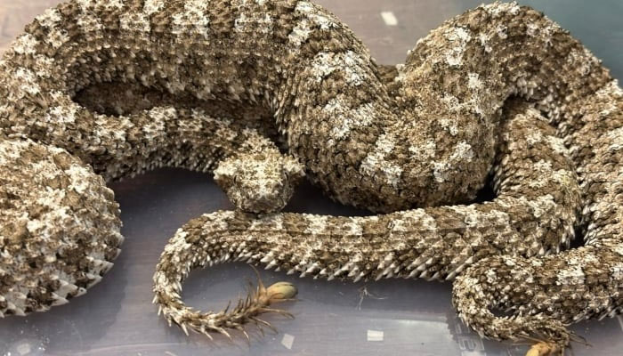 A spider-tailed horned viper caught by Mumbai Customs police on June 1, 2025.  — X@mumbaicus3