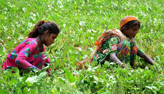 Farmer girls are busy removing excess plants from their field to ensure healthier crop growth and better yield on June 4, 2025. — APP
