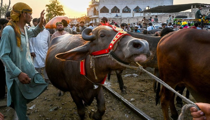 People gather to buy cattle at a livestock market ahead of the Muslim festival of Eid al-Adha in Peshawar on June 5, 2025. — AFP