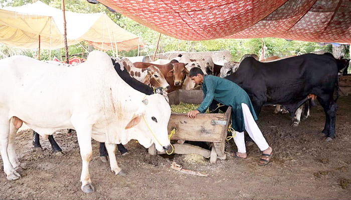 Vendors display sacrificial animals in connection with upcoming Eidul Azha at Jhang Mor Cattle Market in Sargodha on June 6, 2024. — APP
