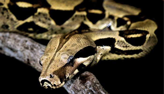 A representational image of snake. —Unsplash/File