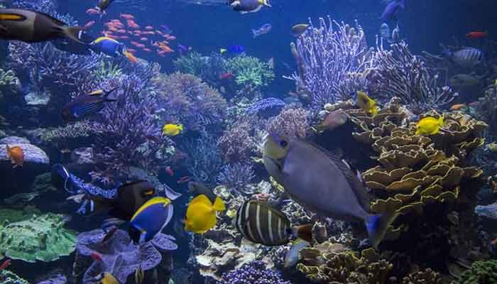 A picture of underwater. —Reuters/File