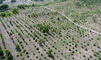 Beyond ten billion trees