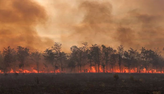 Flames and smoke rise from a line of trees as a wildfire burns at the Dadia National Park on the region of Evros, Greece, September 1, 2023.—Reuters/File