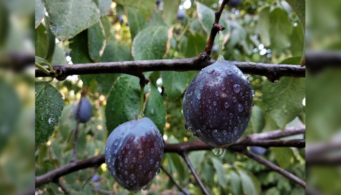 This representational image shows plums hanging in the bunch on a tree. — Unsplash/File