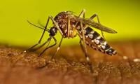 17 so far test positive for dengue in Pindi