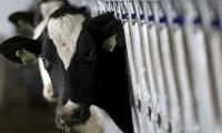 Smallholder dairy farms remain crucial to rural economy