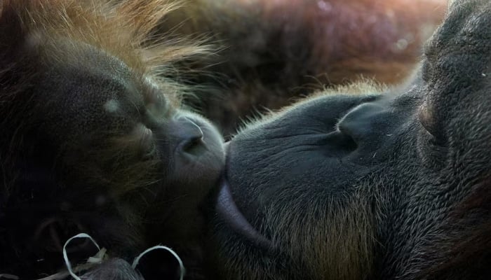 Orangutan mother Siti looks at her baby Isalie in their enclosure at the Munich zoo October 7, 2008. Isalie was born on July 14, 2008 in the zoo.   — Reuters/