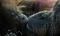 First kiss was 20 million years ago by early primates, say scientists