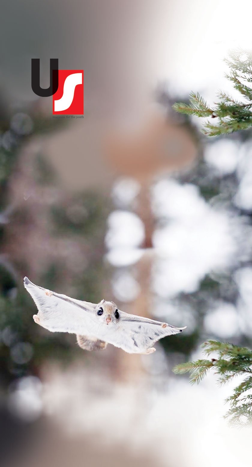 The Japanese dwarf flying squirrel