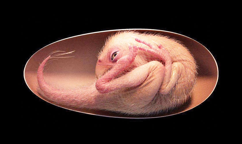 Scientists are concerned about octopus farming