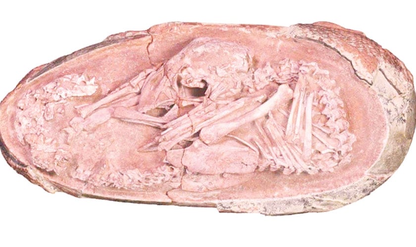 Scientists are concerned about octopus farming