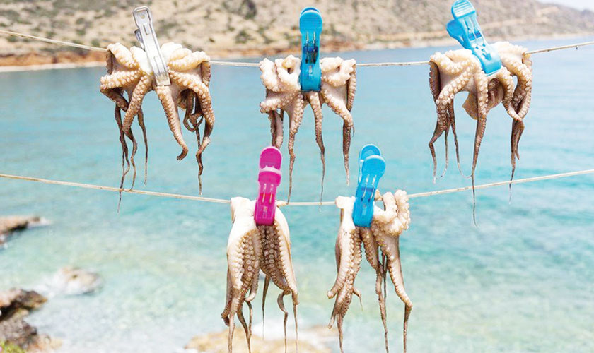 Scientists are concerned about octopus farming