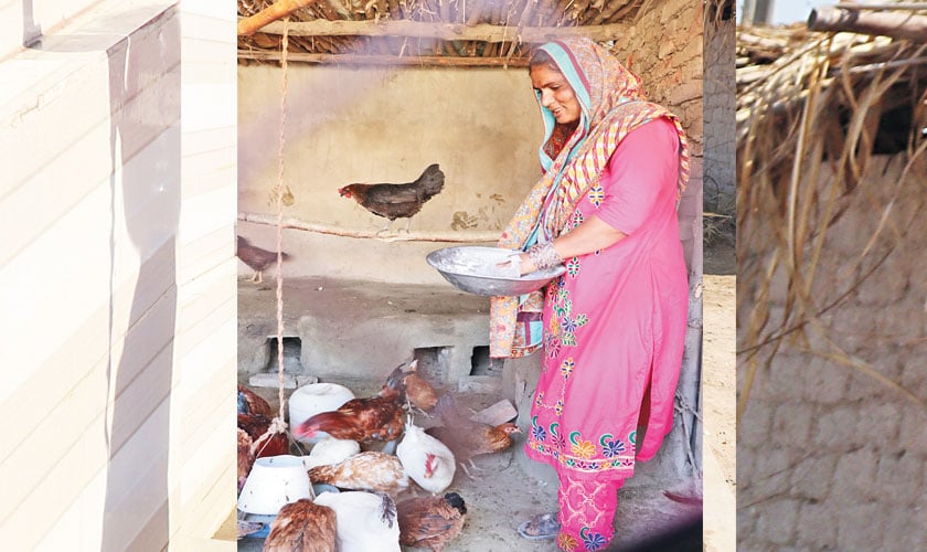 Woman feeds the chickens
