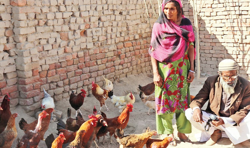 Shabana Khatoon and Amir Bux running their farm