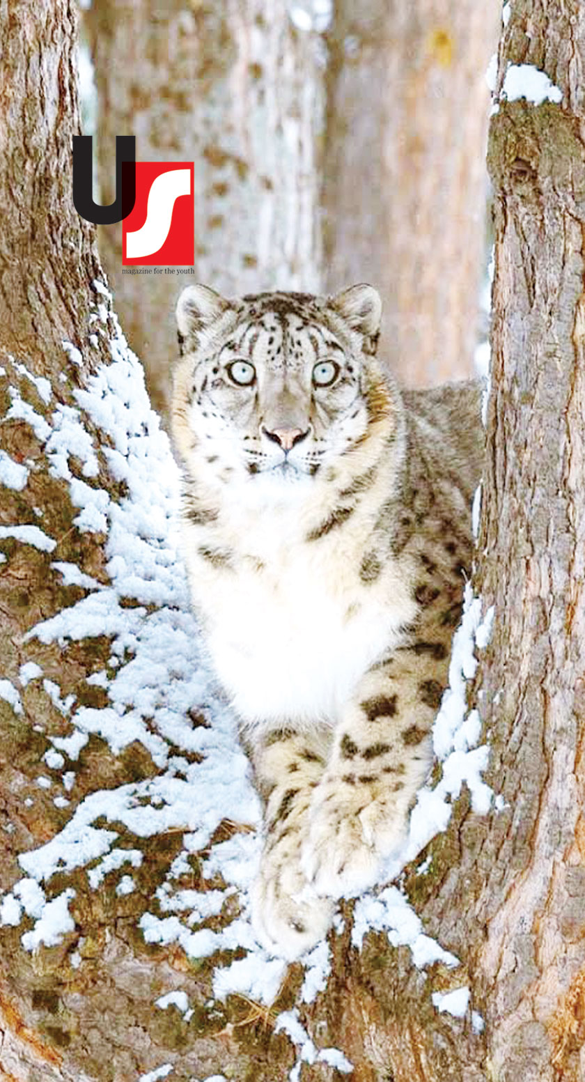 A snow leopard in Naltar Valley