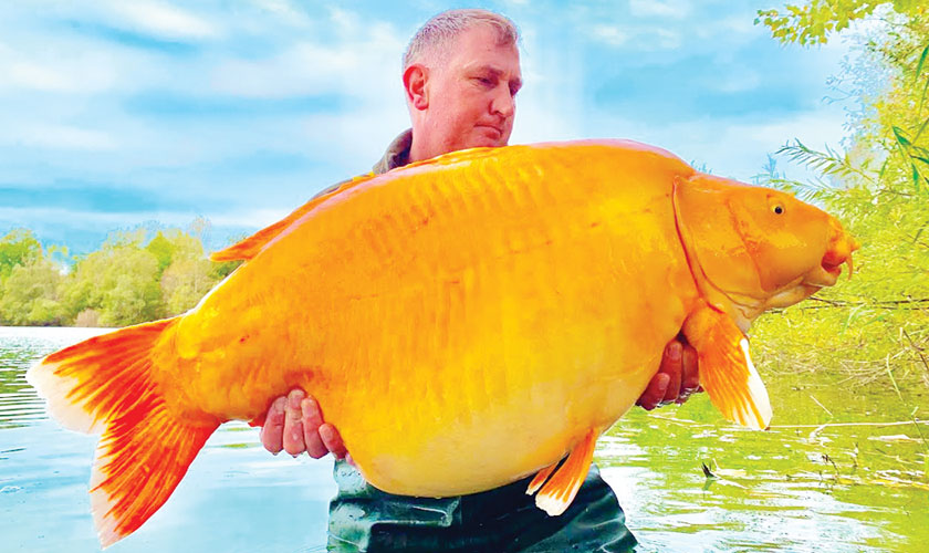 Meet Carrot, the giant viral fish caught In France
