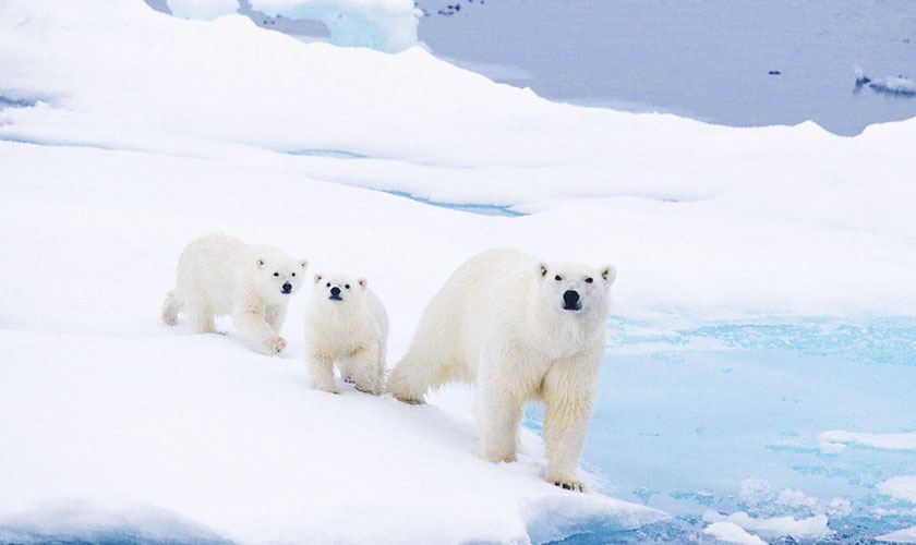 Canadian polar bear population declines