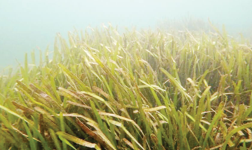 Canadian polar bear population declines