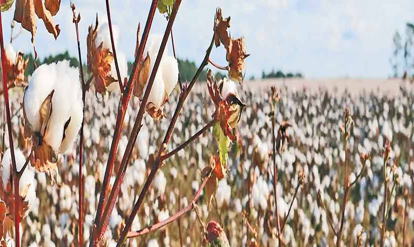 Cotton crisis