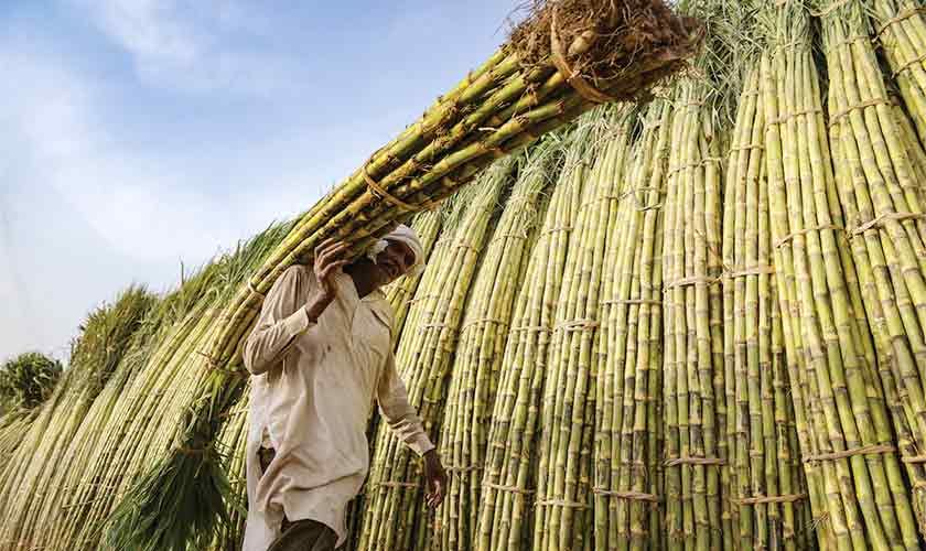 Sustainable sugarcane in Pakistan