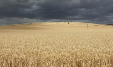Wheat woes