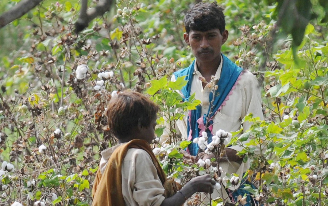 Counting the cotton cost