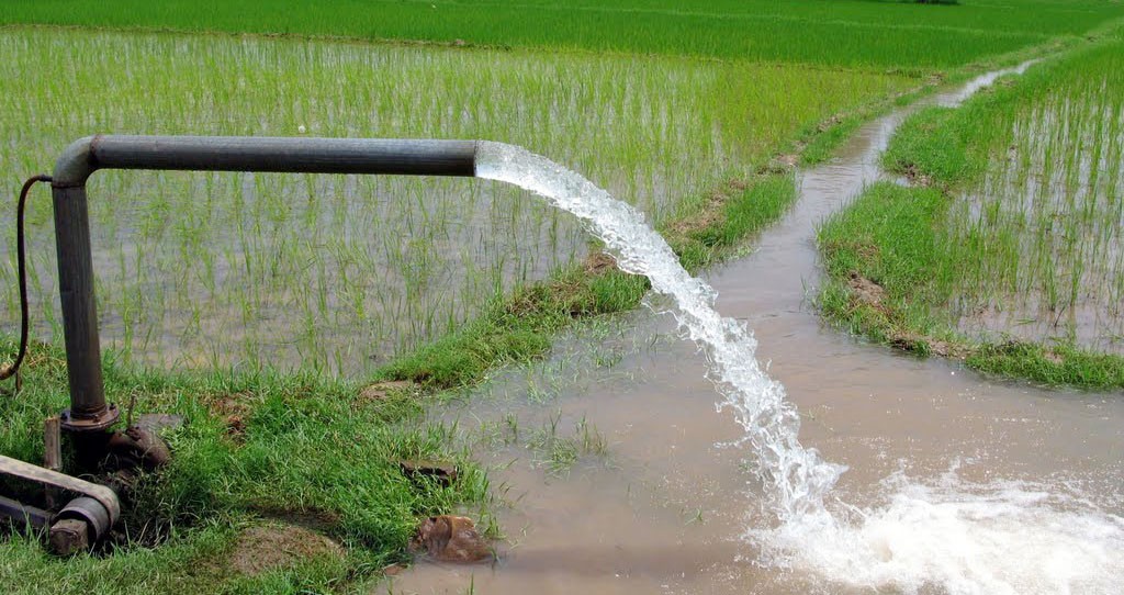 Watering down the cost of rice