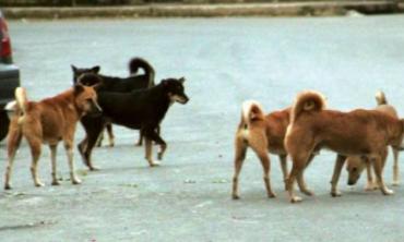 Just dogs, stray dogs