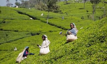 Rising dependence on imported tea