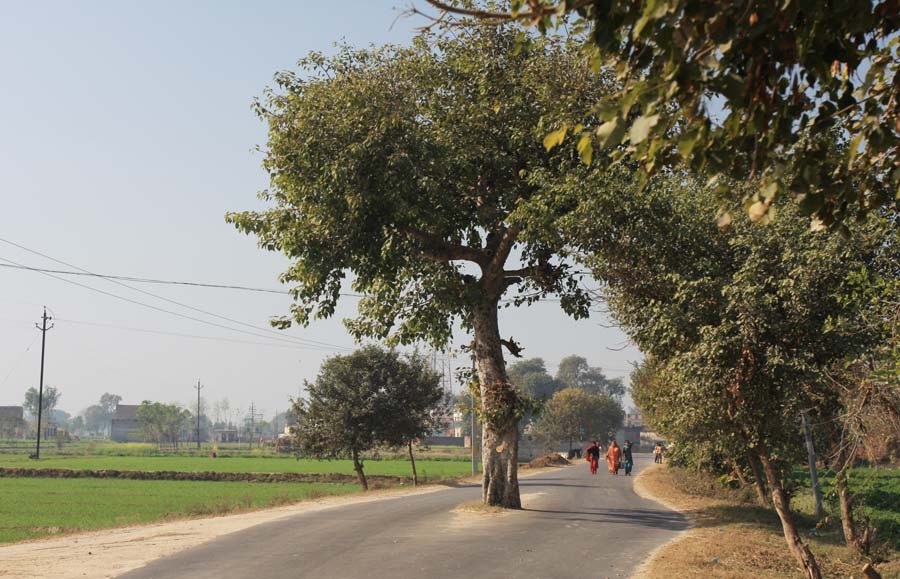 A nation of tree haters